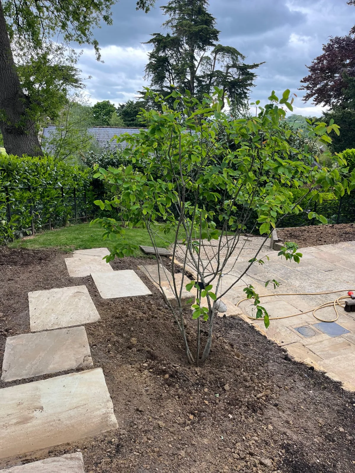 A young tree set within a landscaped bed beside natural stone paving